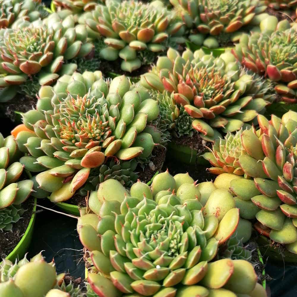 Echeveria Iona