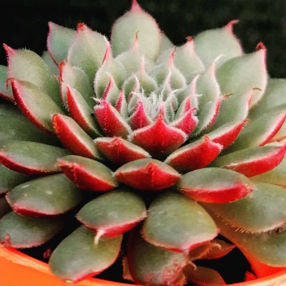 Echeveria Iona