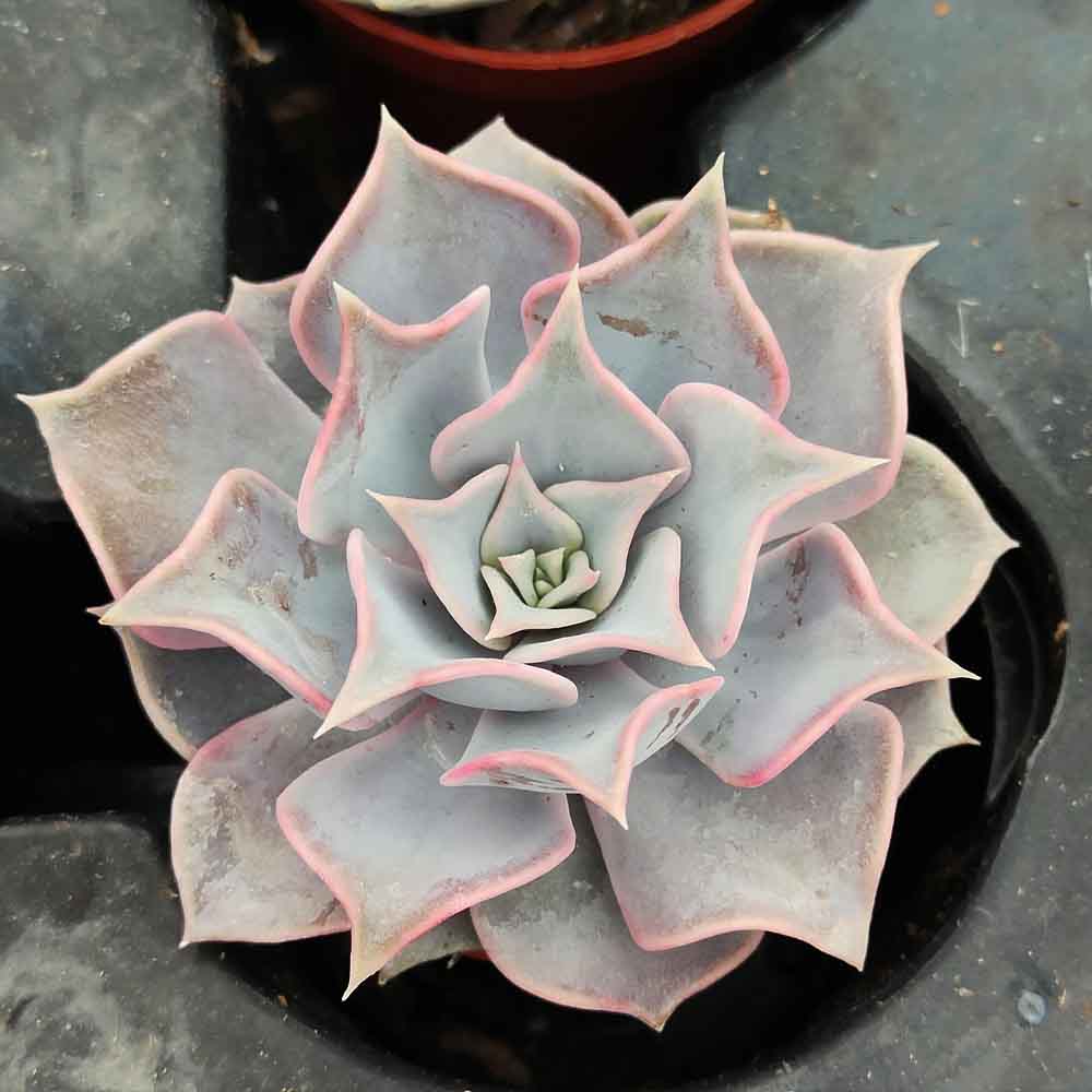 echeveria lilacina