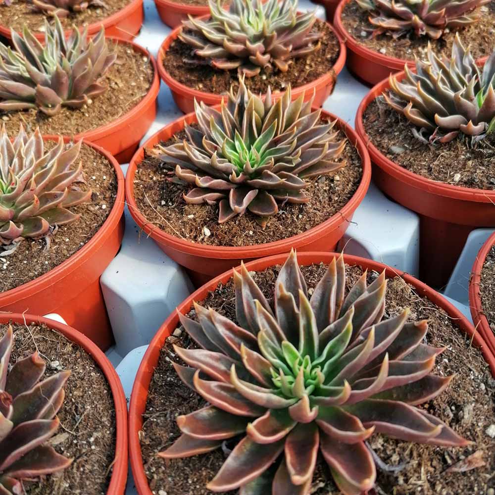echeveria lutea