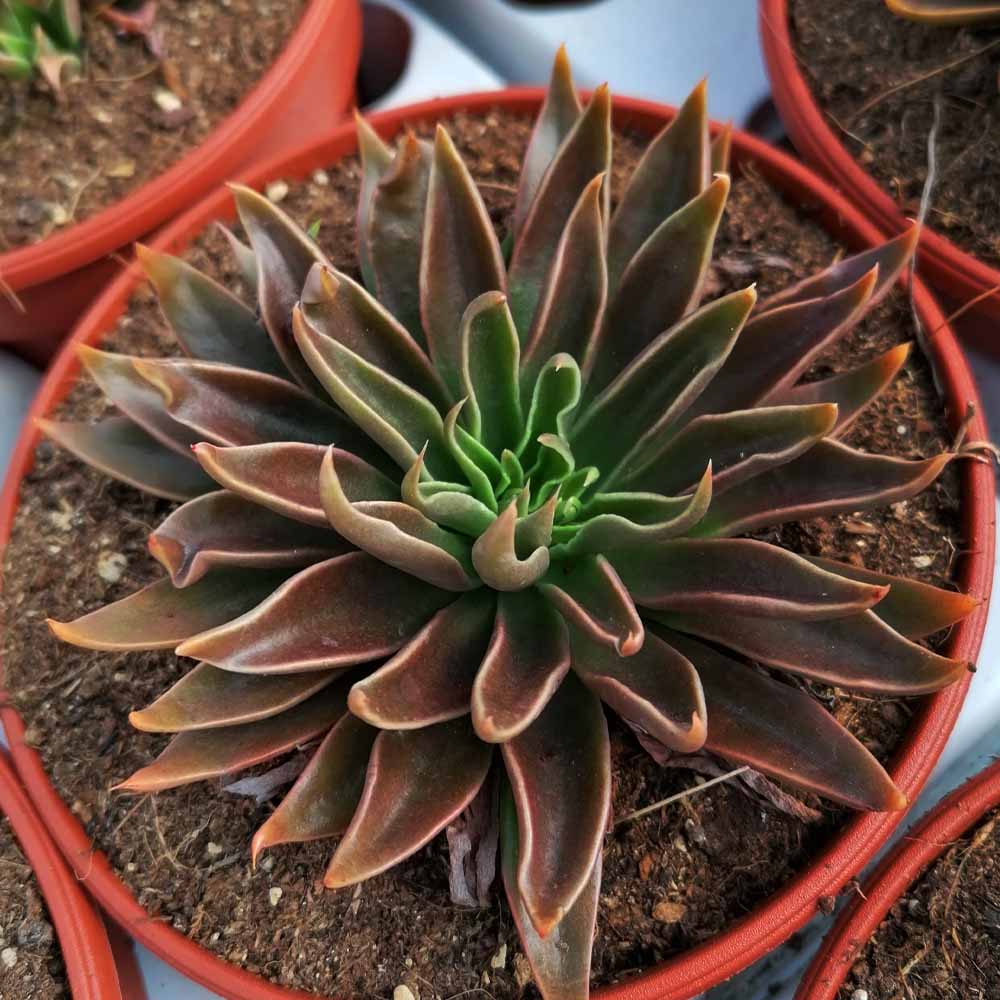 echeveria lutea