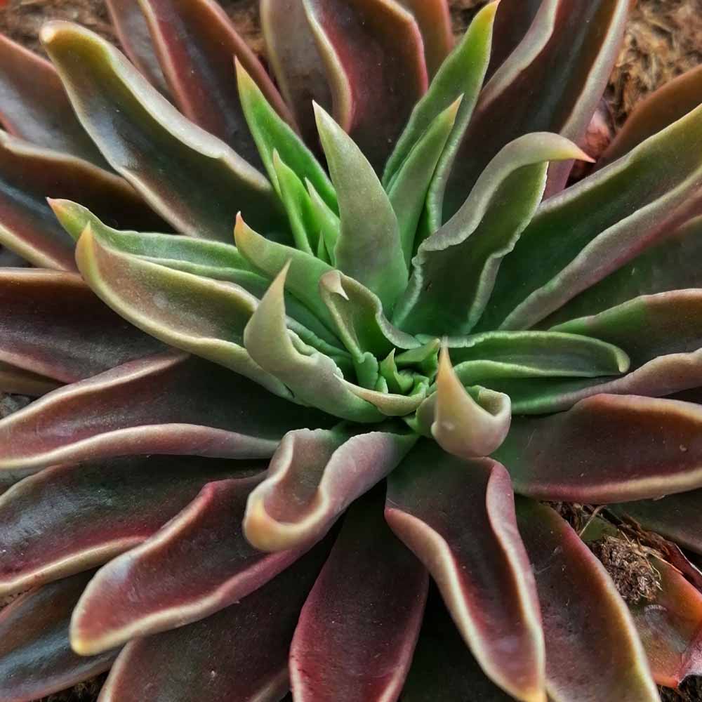 echeveria lutea