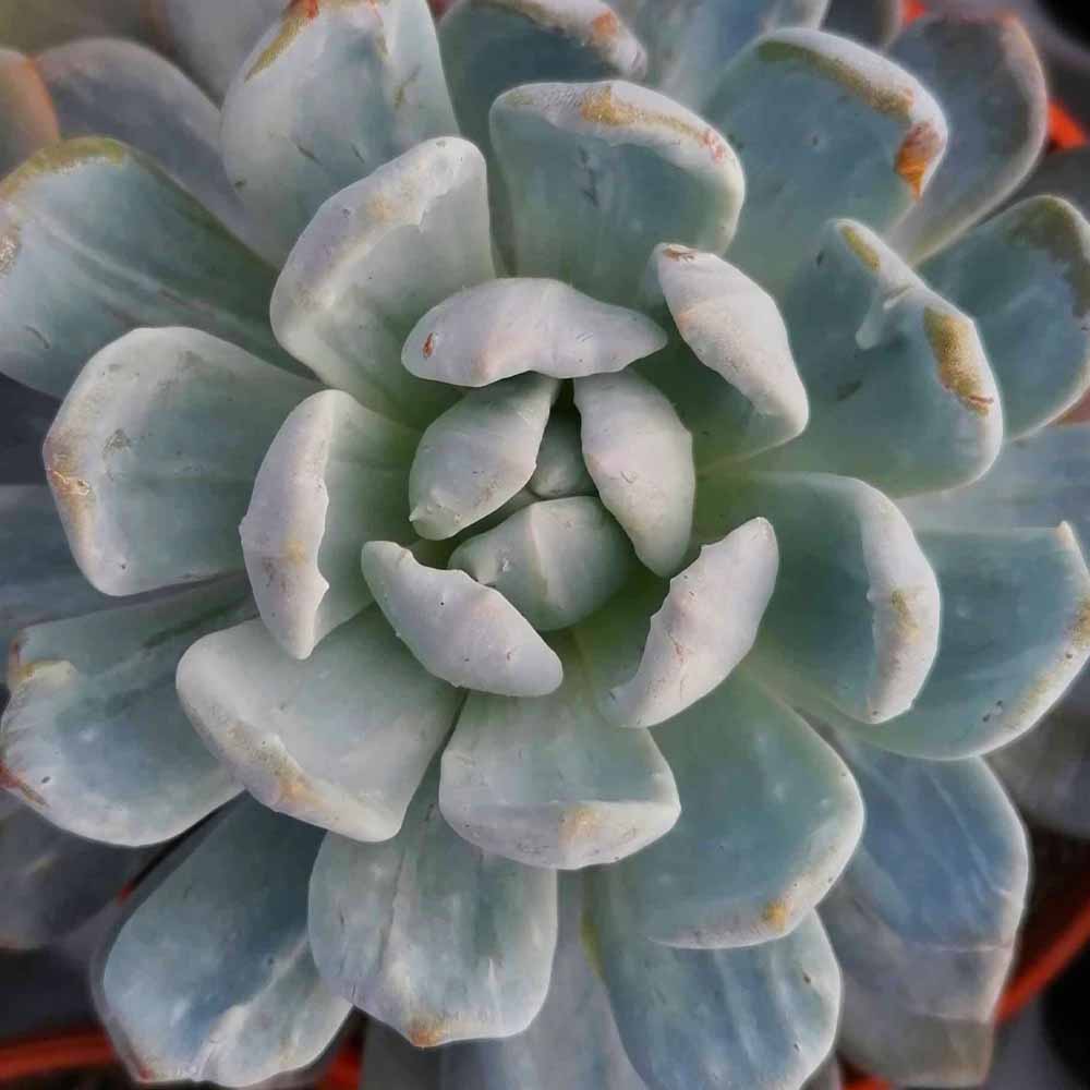 Echeveria moondust variegata
