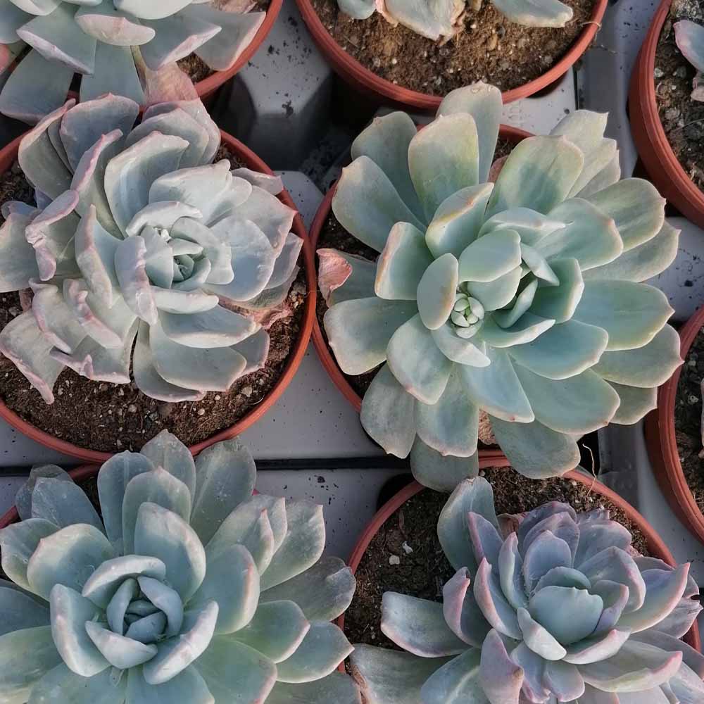 Echeveria moondust variegata
