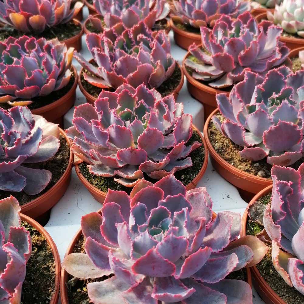 echeveria neon breaker