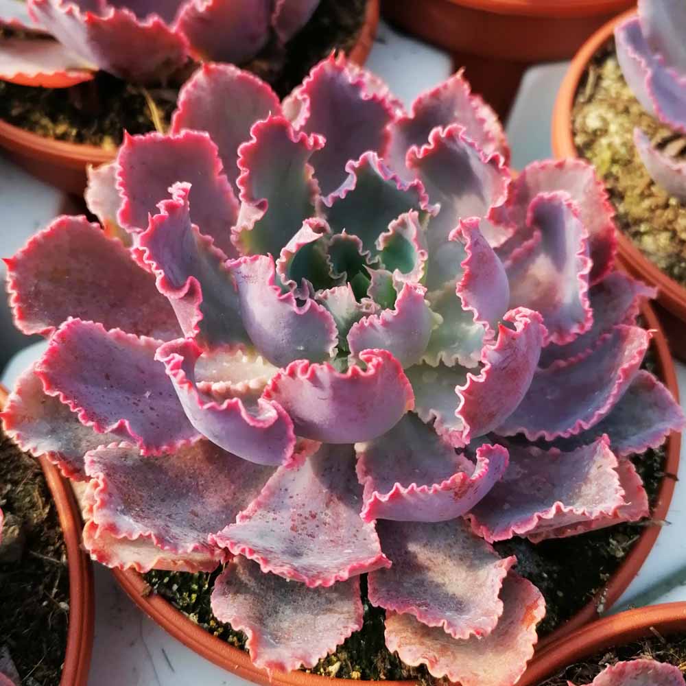 echeveria neon breaker