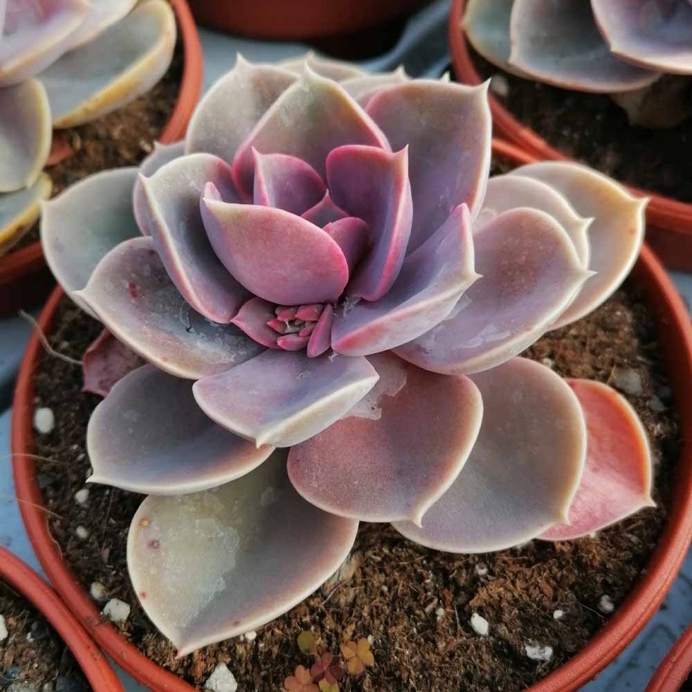 echeveria perla di norimberga dettaglio