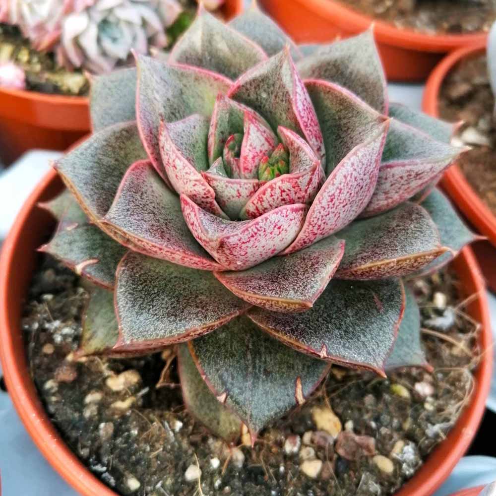 echeveria purpusorum pianta