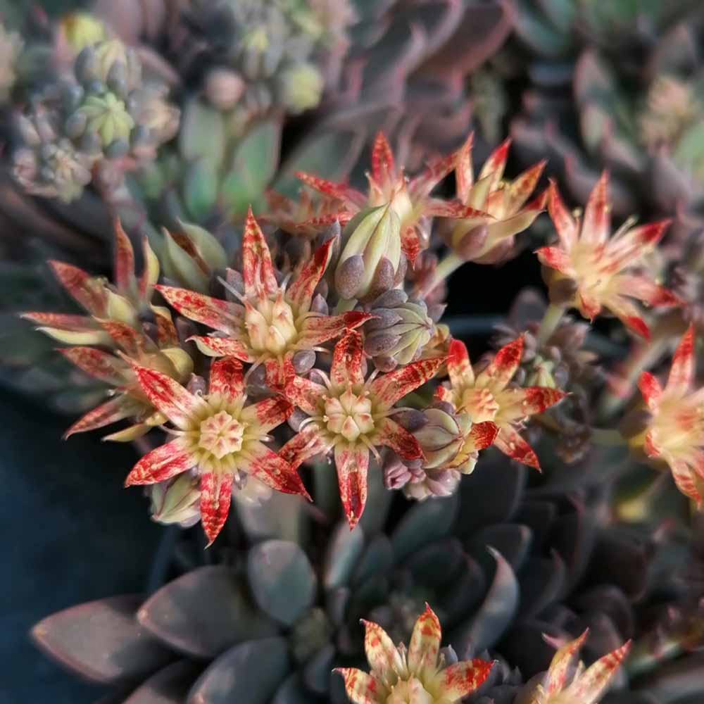 Graptopetalum rusbyi