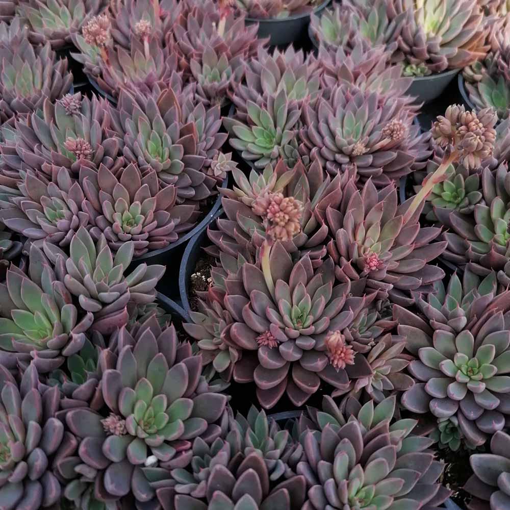 Graptopetalum rusbyi