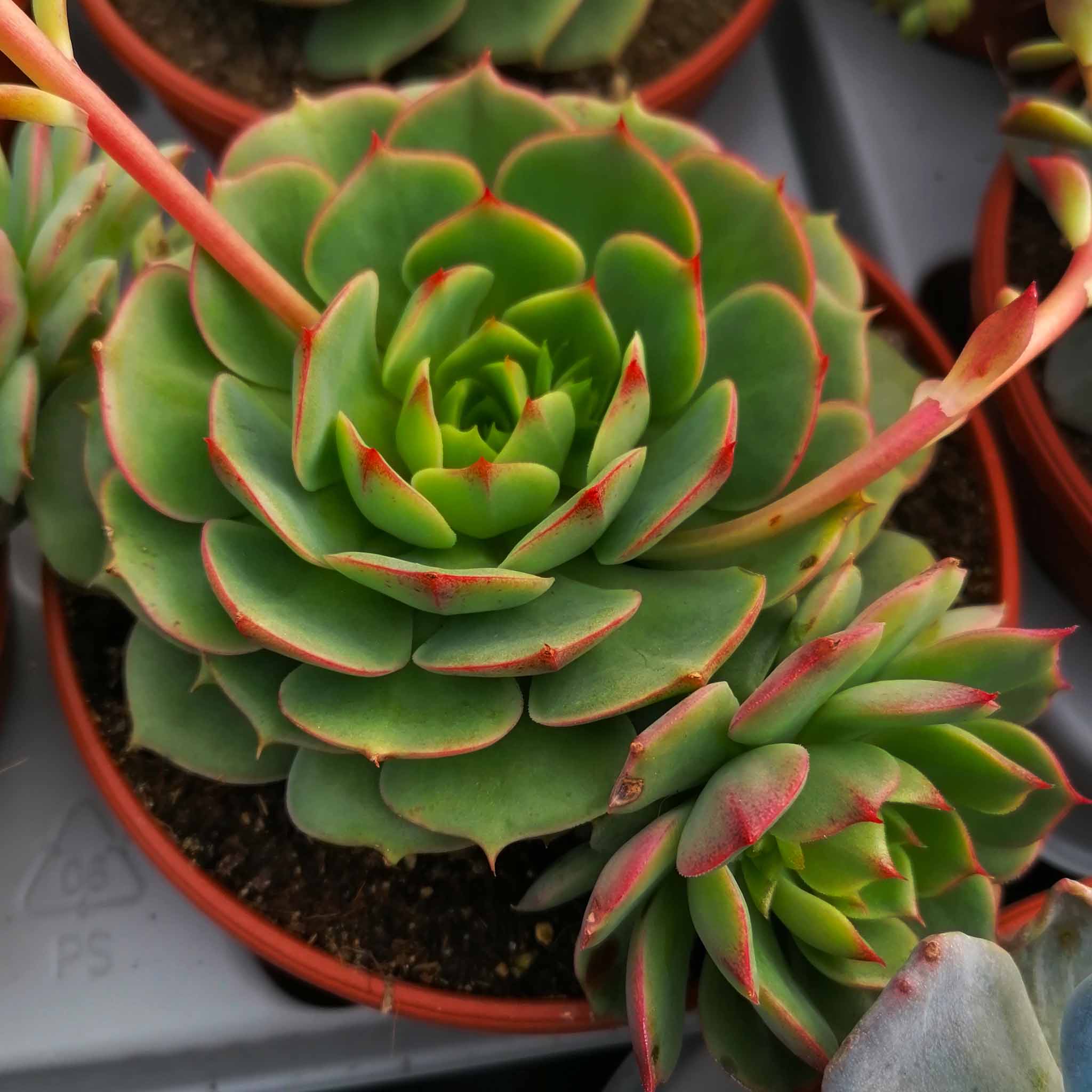 Echeveria ramillette