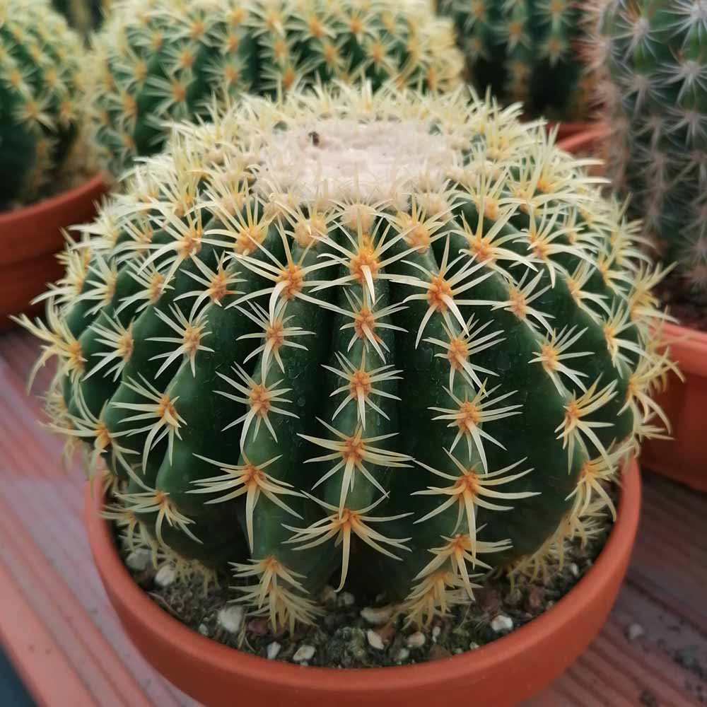 echinocactus grusonii brevispinus