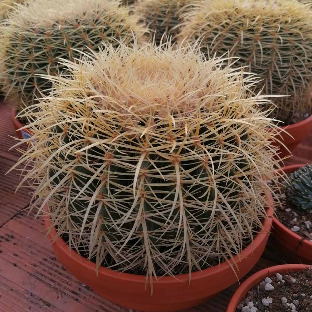 echinocactus grusonii