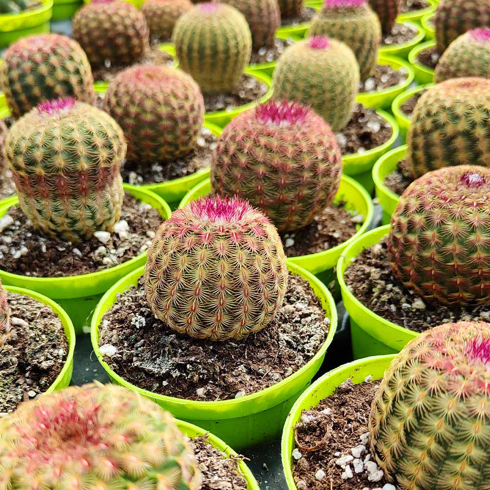 echinocereus rigidissimnus rubrispinum