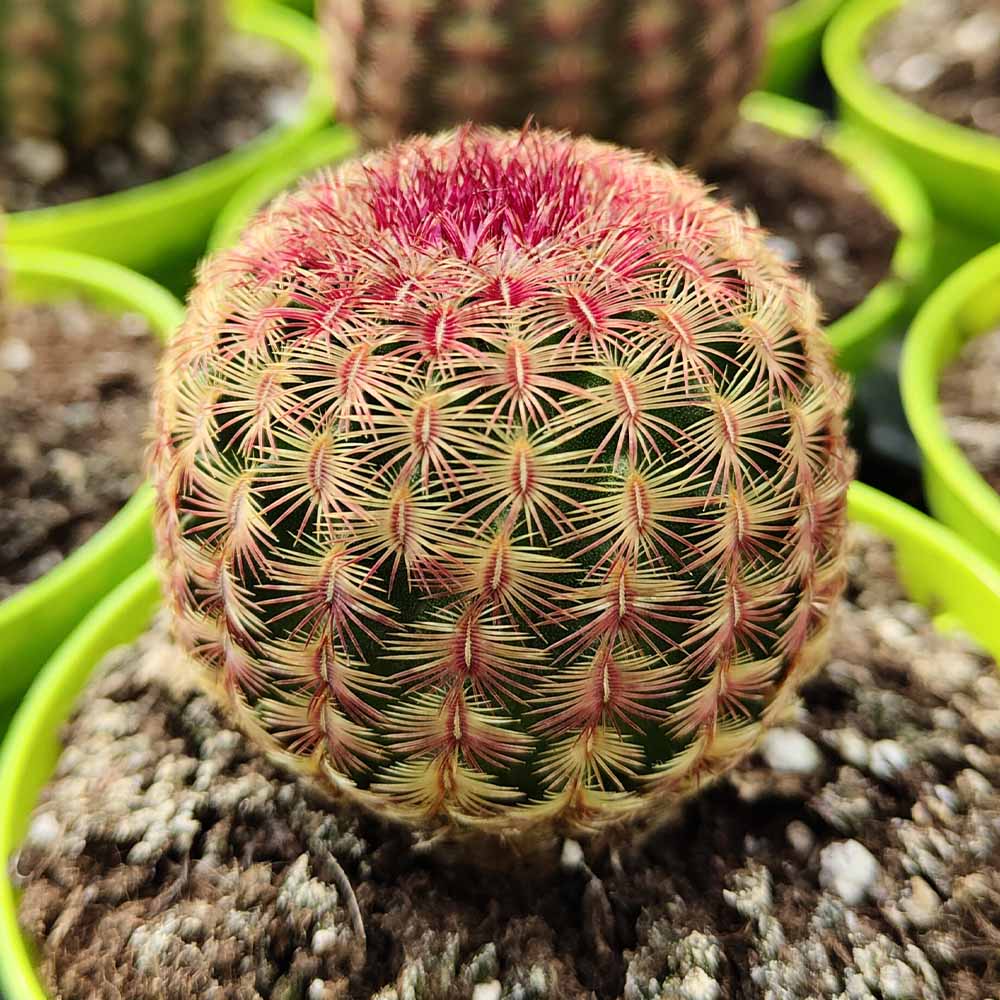 echinocereus rigidissimnus rubrispinum