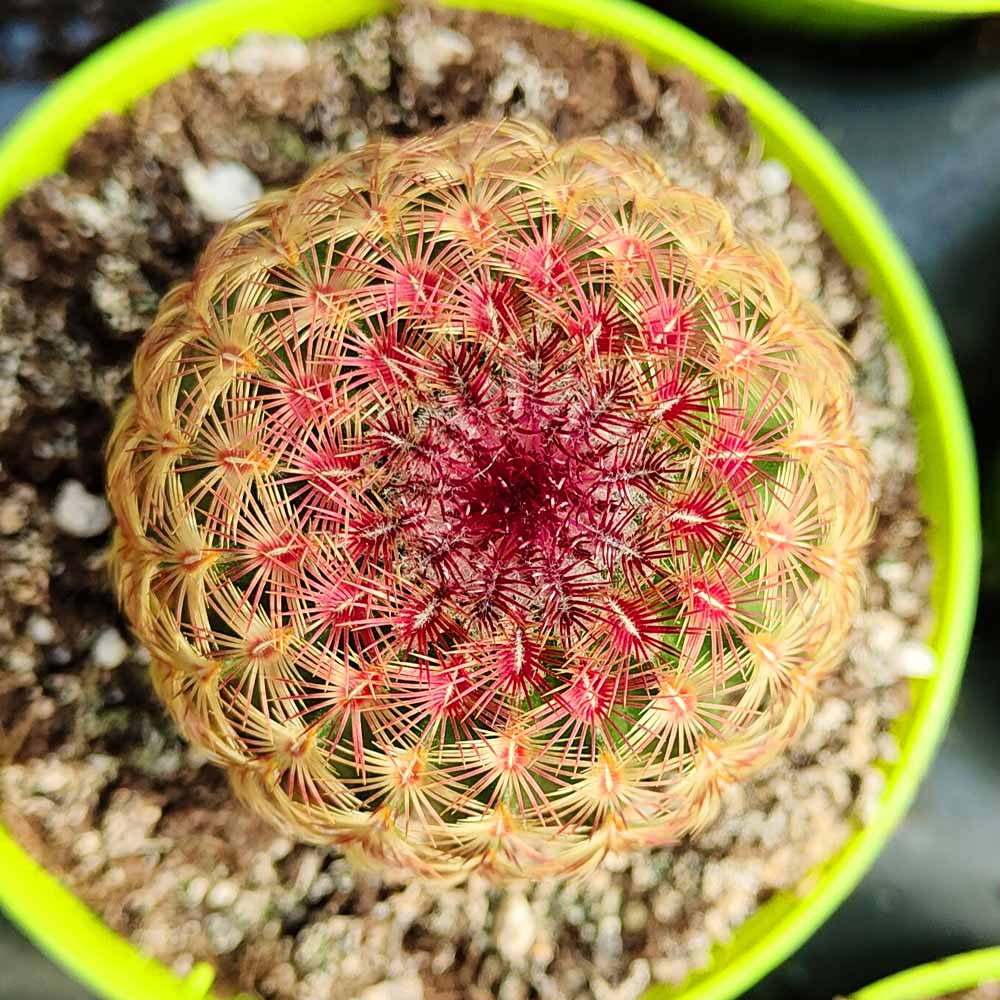 echinocereus rigidissimnus rubrispinum