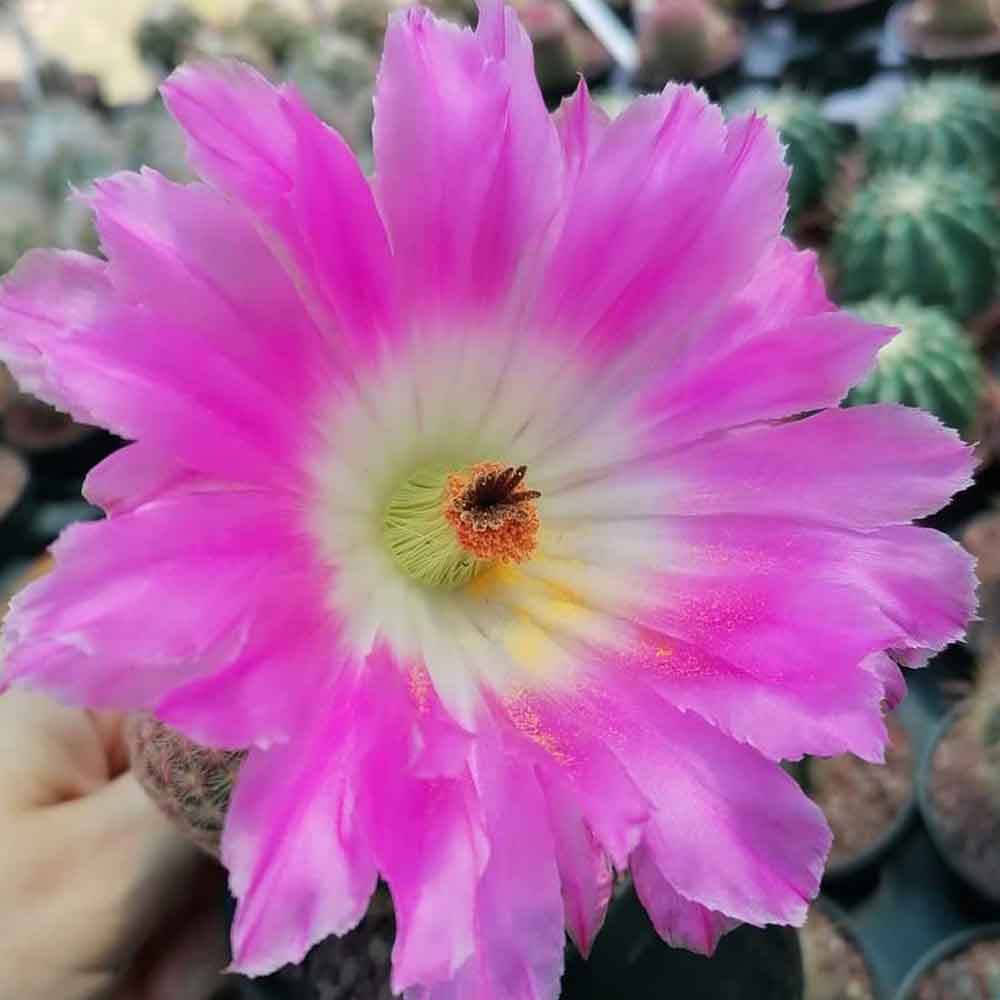 echinocereus rigidissimus rubrispinus fiore
