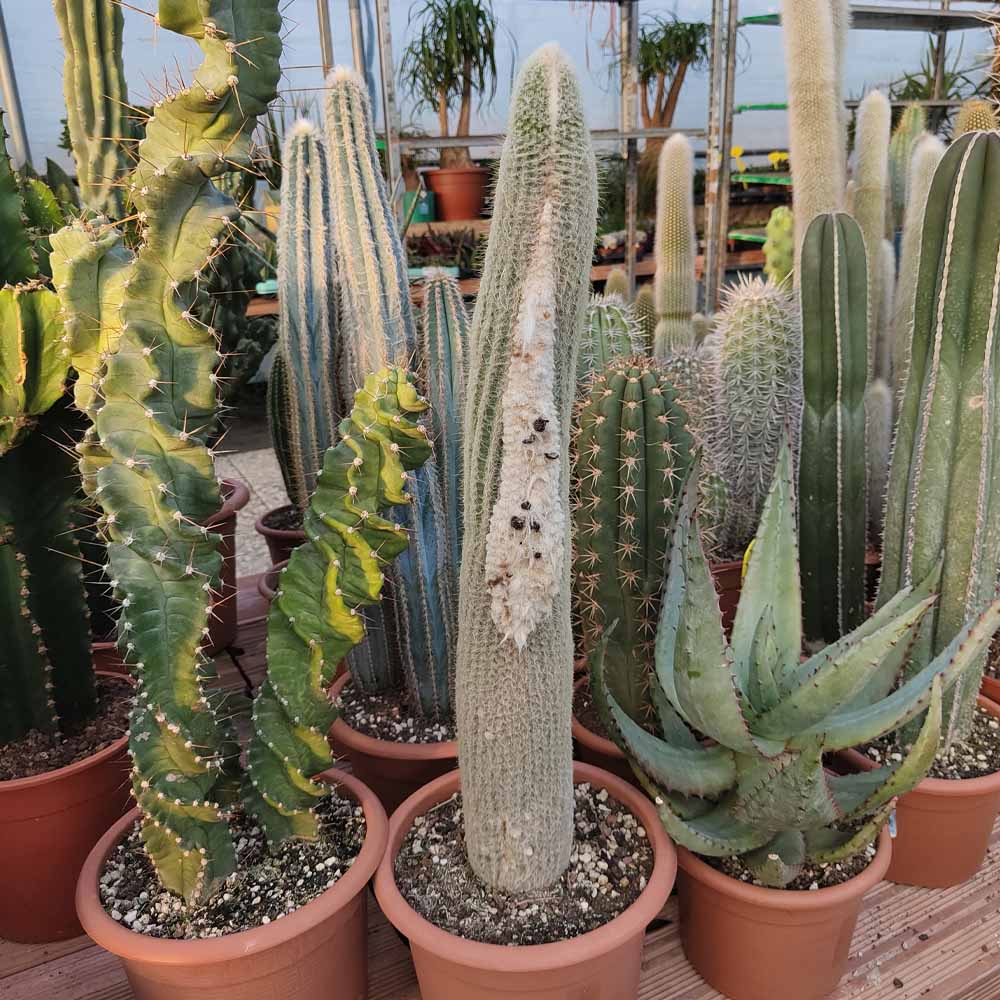 espostoa dybowskii cactus