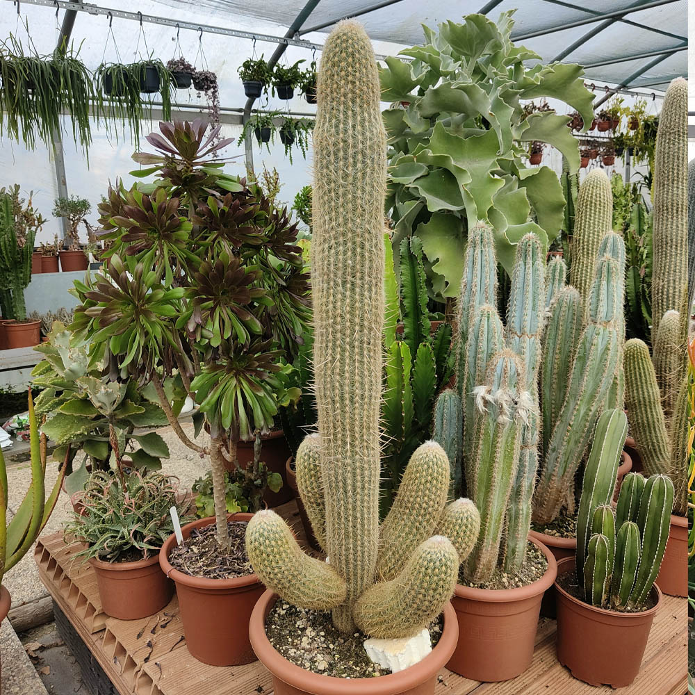 espostoa melanostele