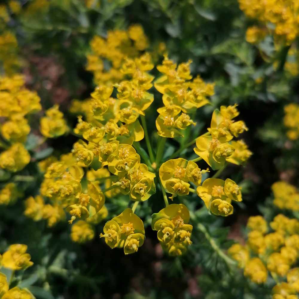 euforbia cipressina