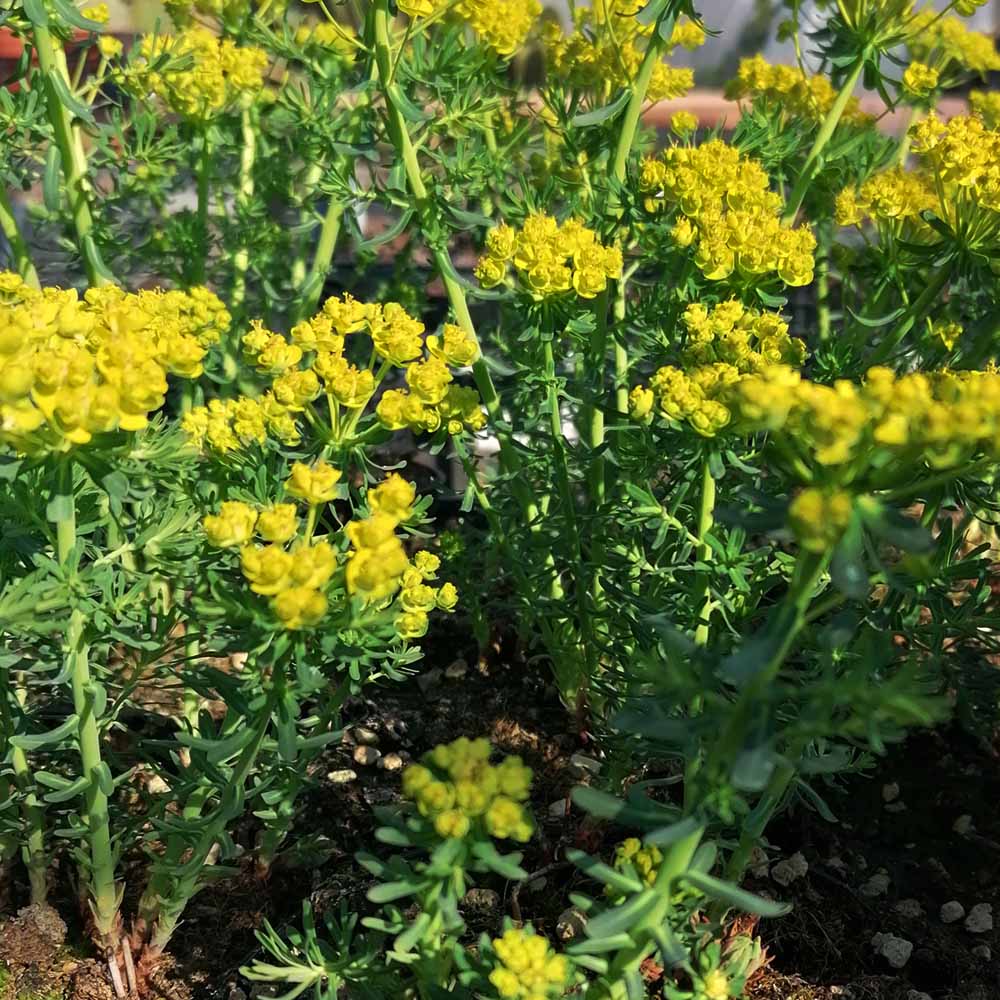 Euphorbia cyparissias