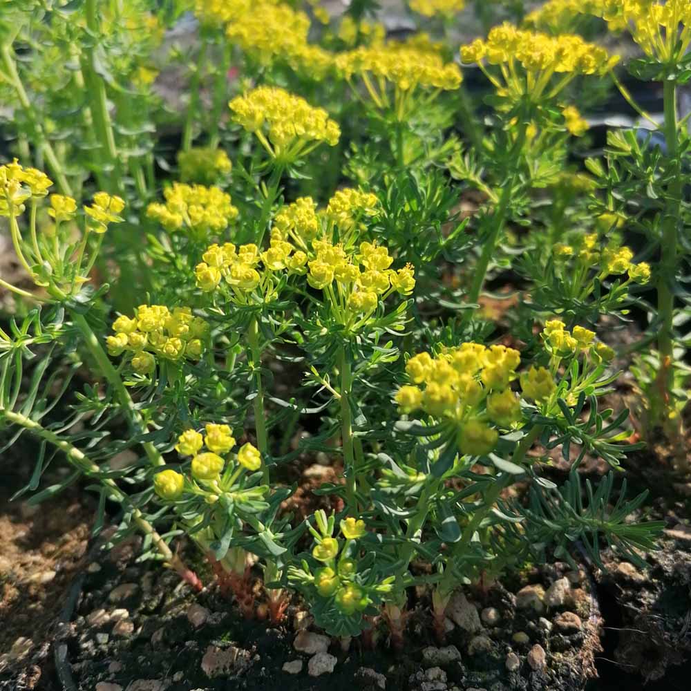 Euphorbia cyparissias