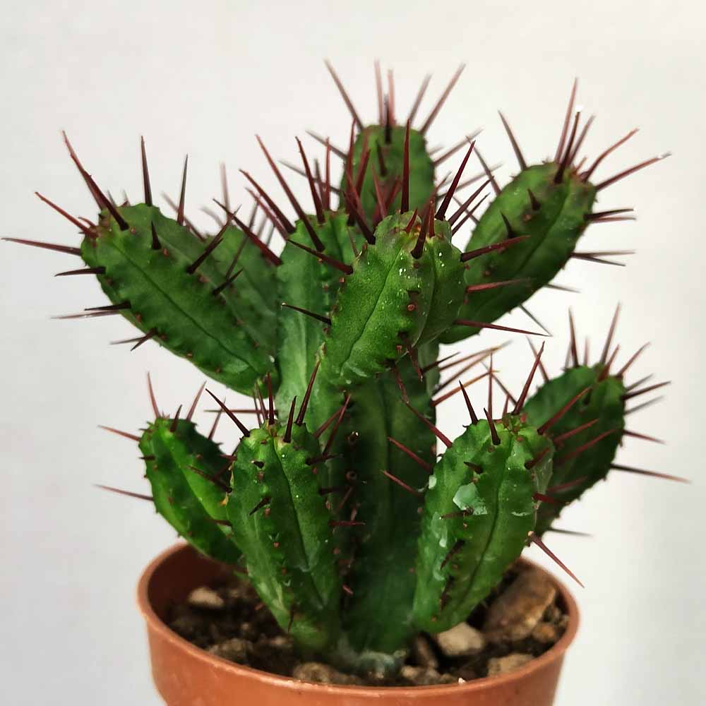 euphorbia enopla