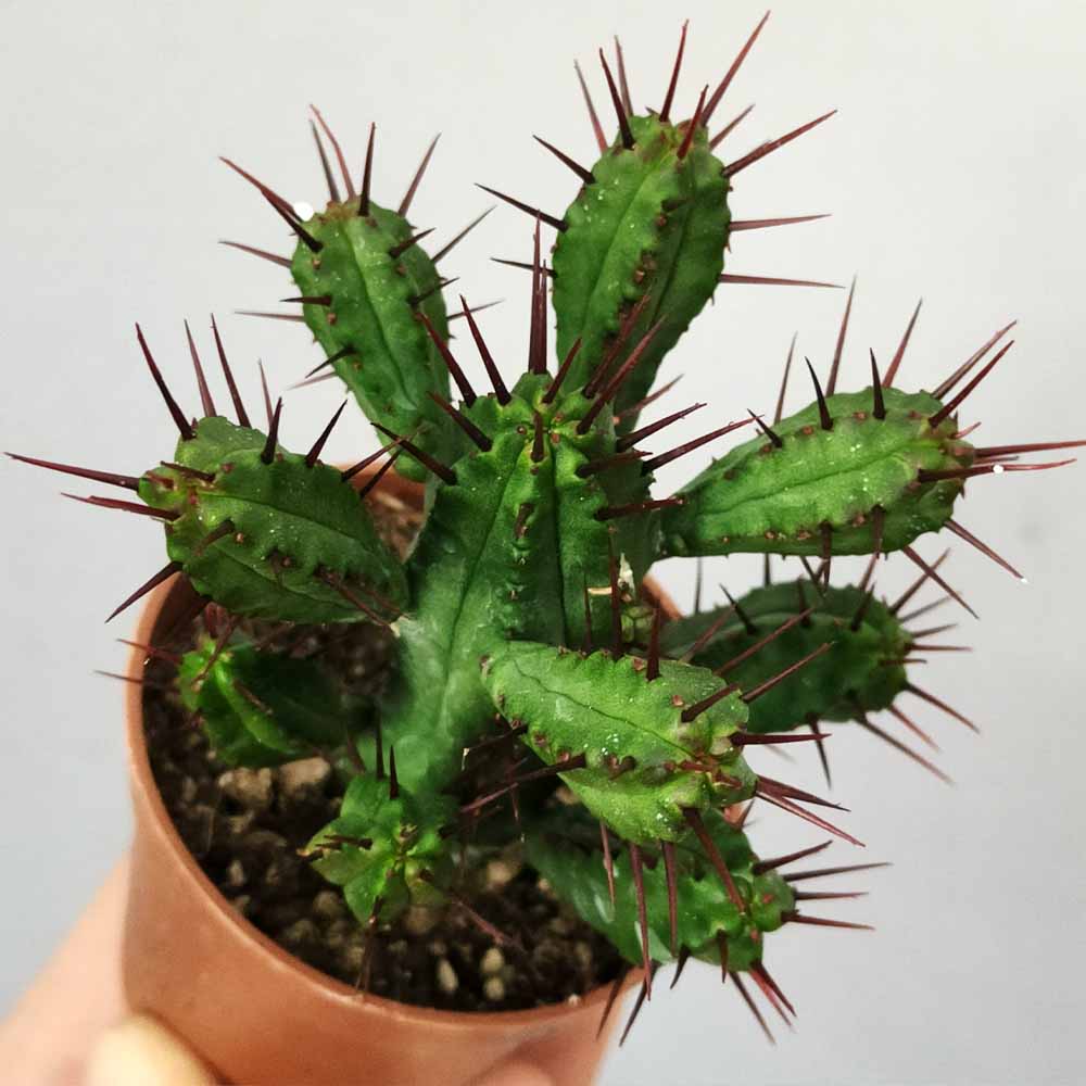 euphorbia enopla cactus