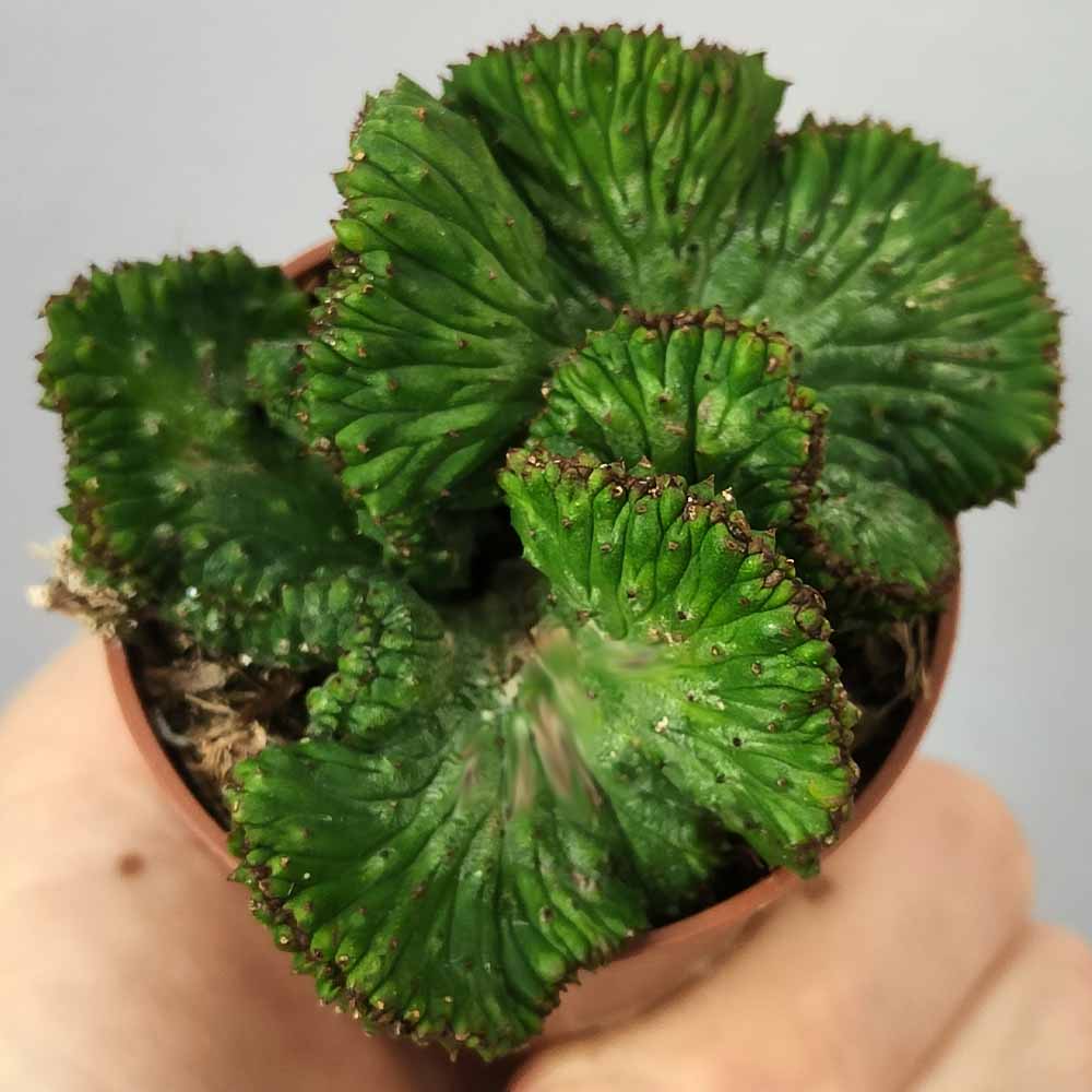 euphorbia enopla crestata baby