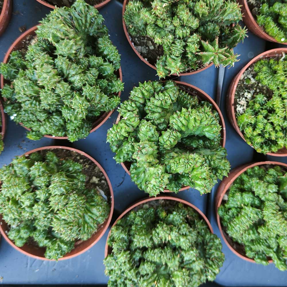 euphorbia enopla crestata pianta