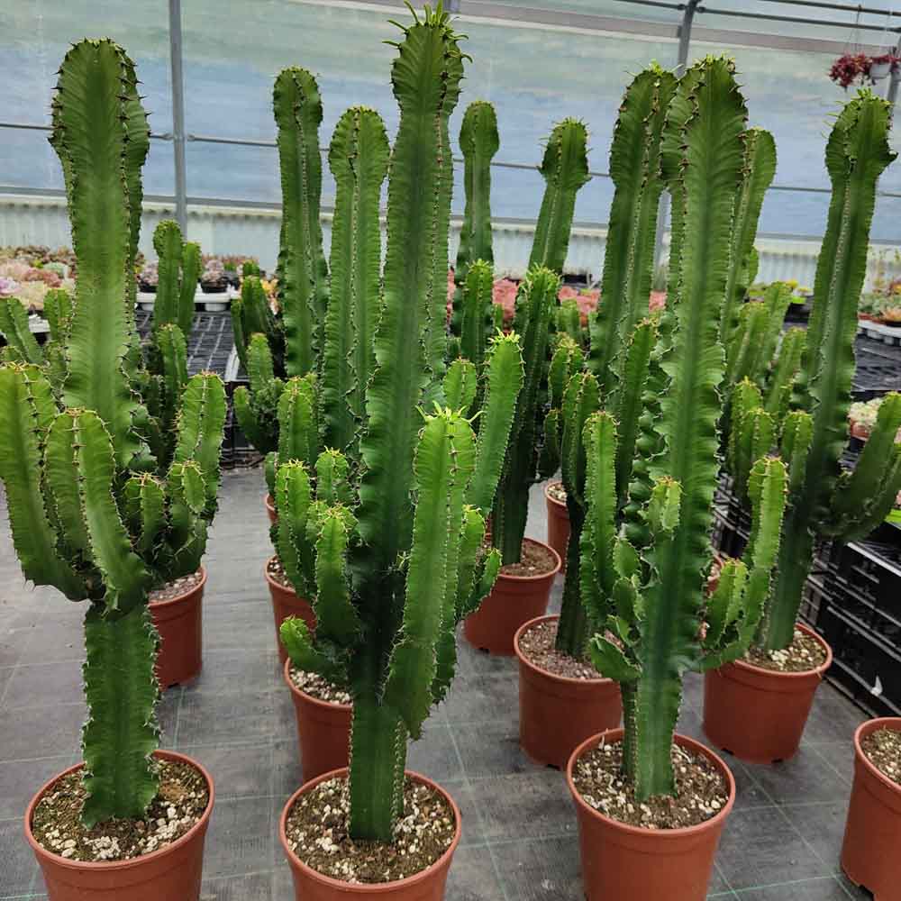 euphorbia eritrea