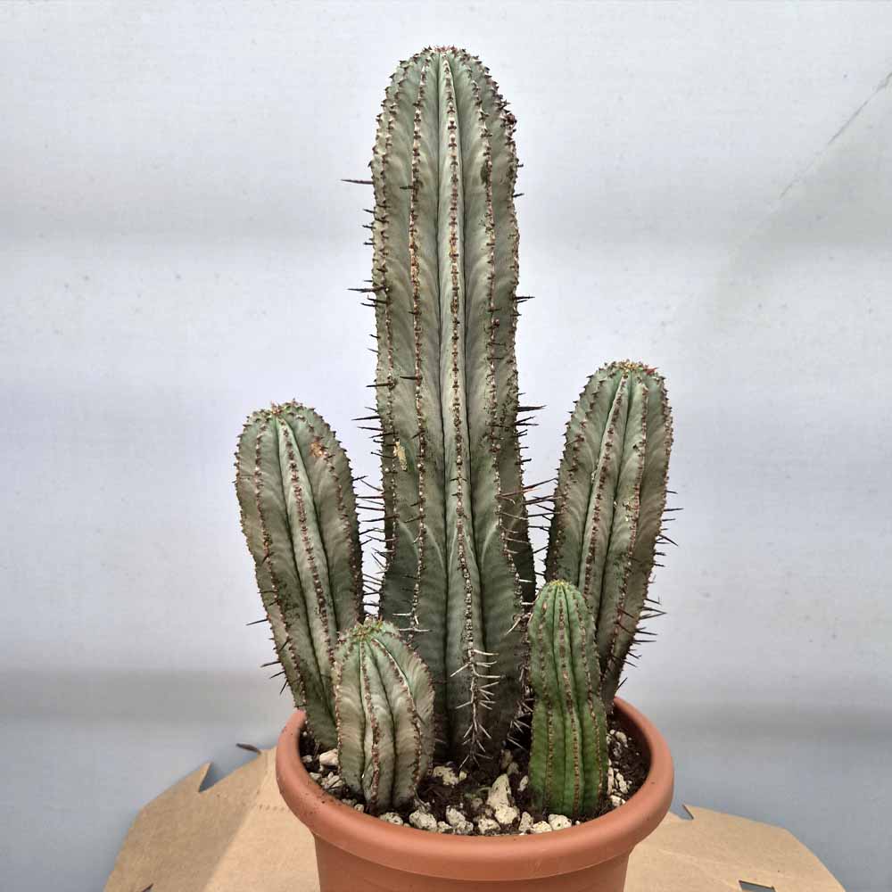 euphorbia horrida