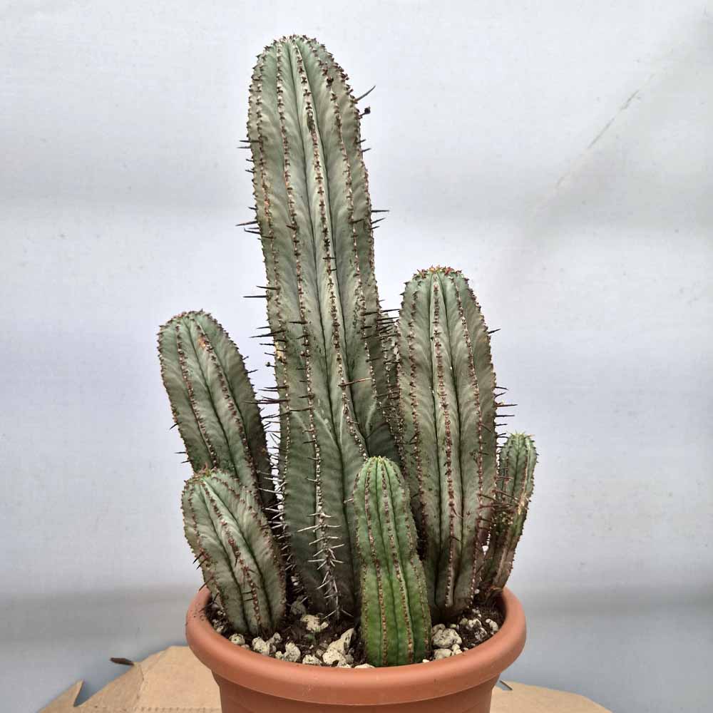 euphorbia horrida cactus