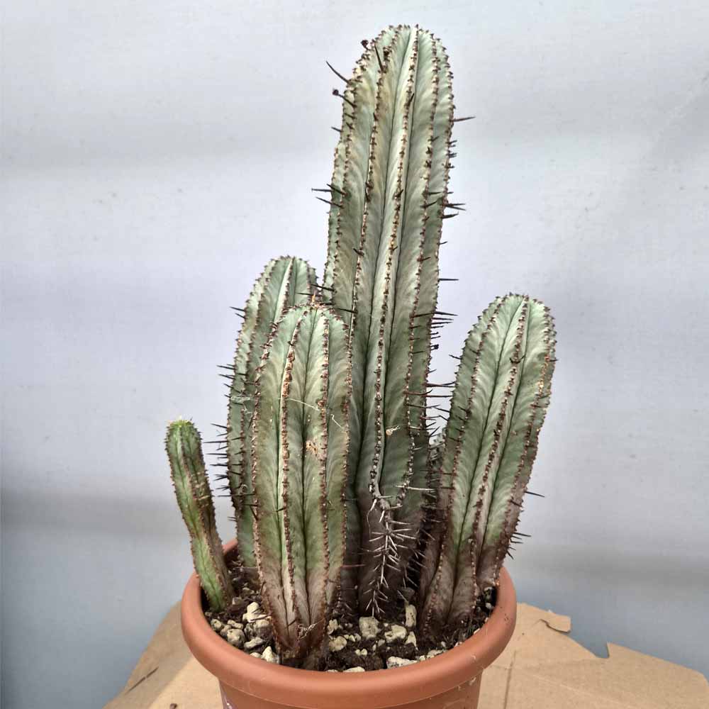 euphorbia horrida pianta