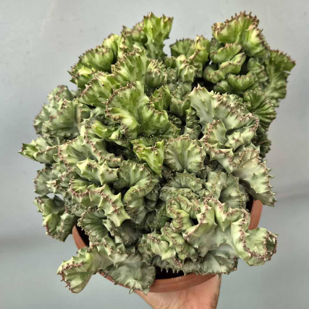 euphorbia lactea crestata