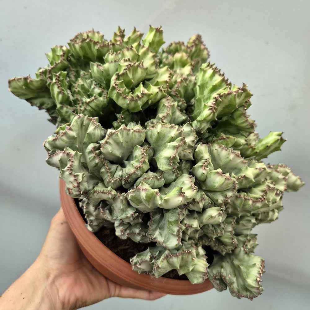 euphorbia lactea crestata cactus