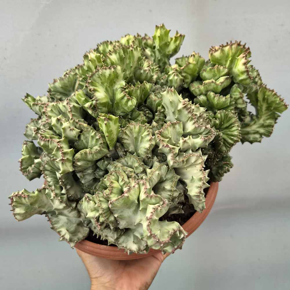 euphorbia lactea crestata pianta