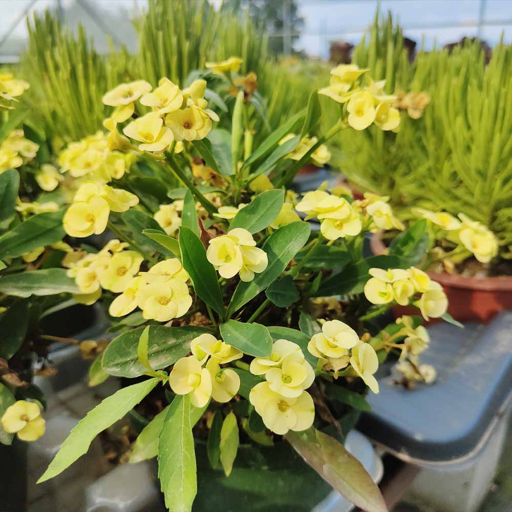 euphorbia milii bianco pianta