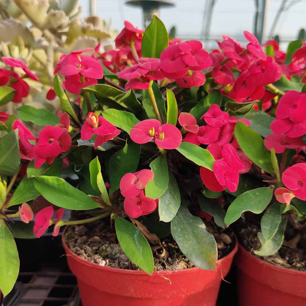 euphorbia milii rosso