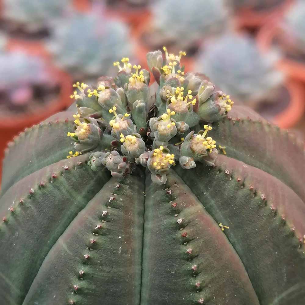Euphorbia obesa