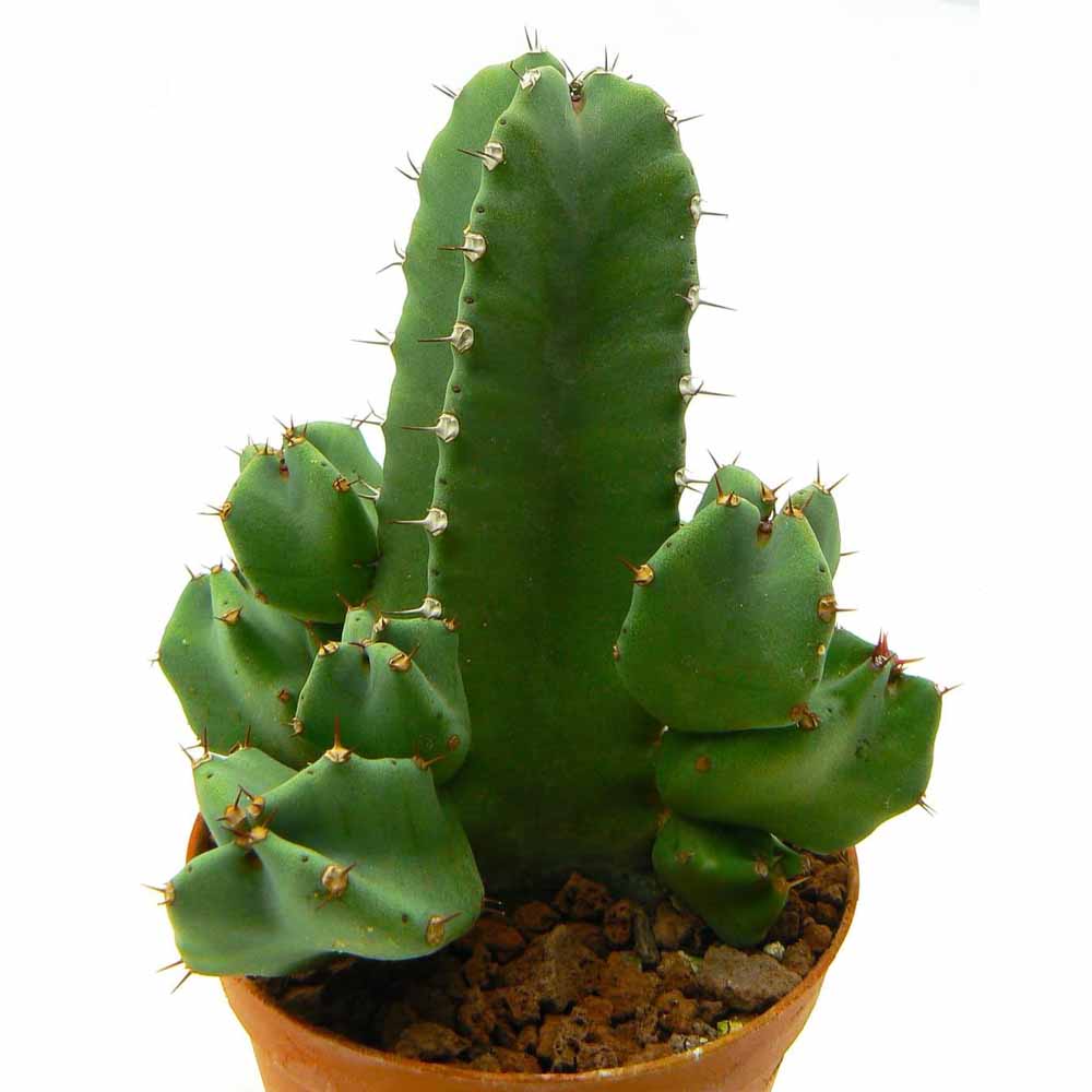 euphorbia resinifera