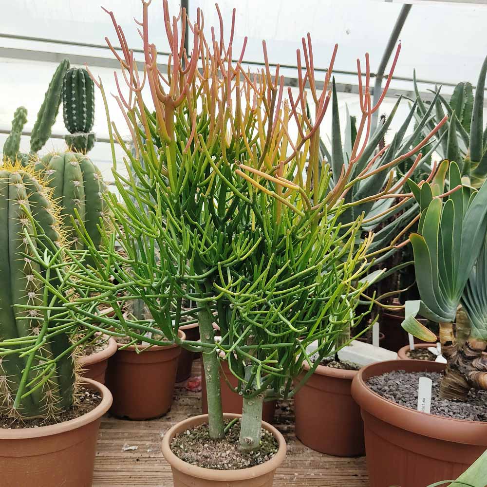 euphorbia tirucalli stick fire
