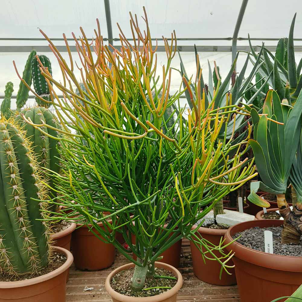 euphorbia tirucalli stick n fire
