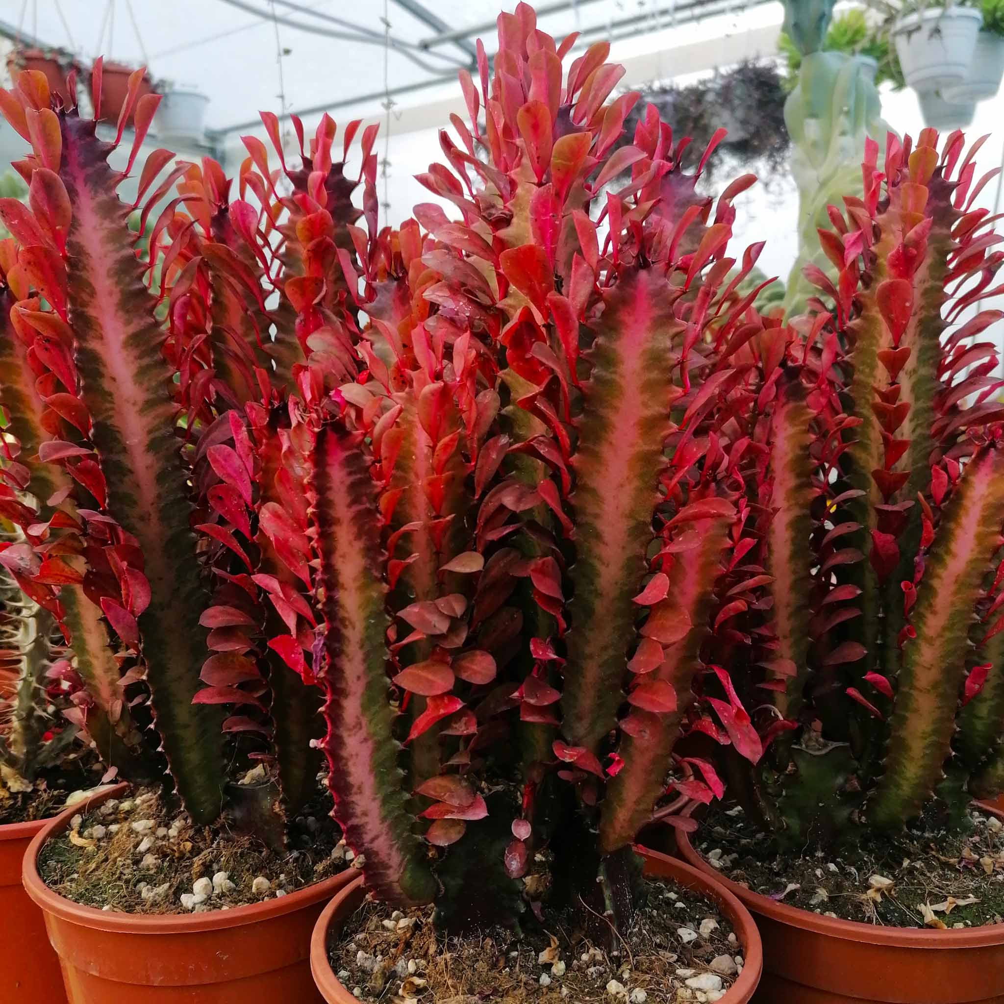 Euphorbia trigona rubra