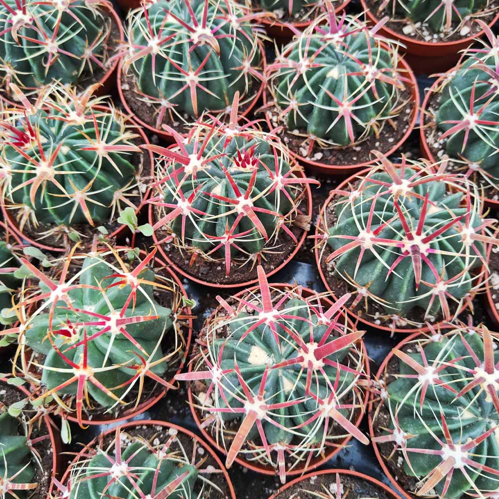 ferocactus latispinus