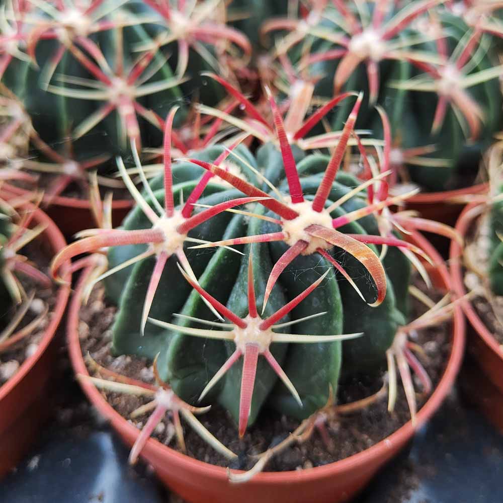 ferocactus latispinus