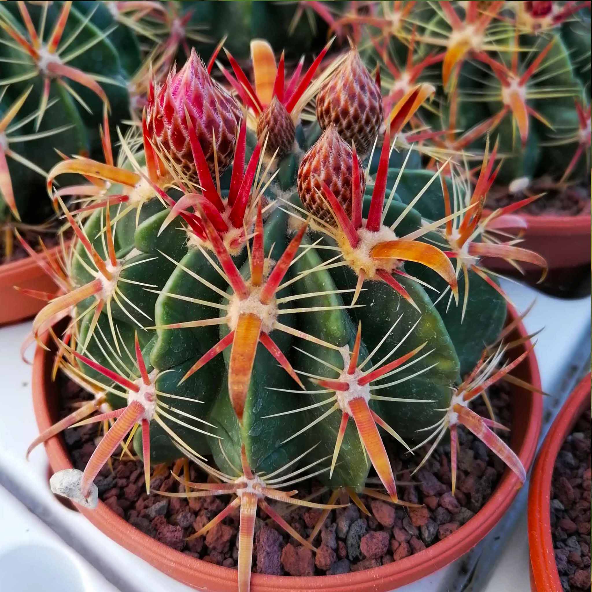 Ferocactus latispinus