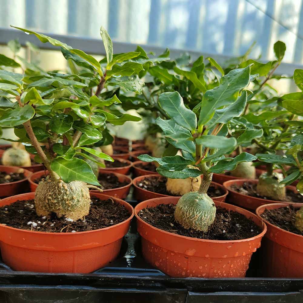 fockea edulis pianta