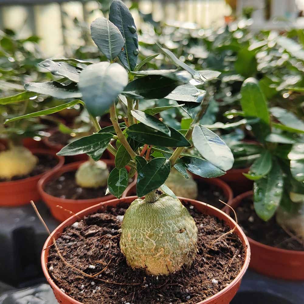 fockea edulis