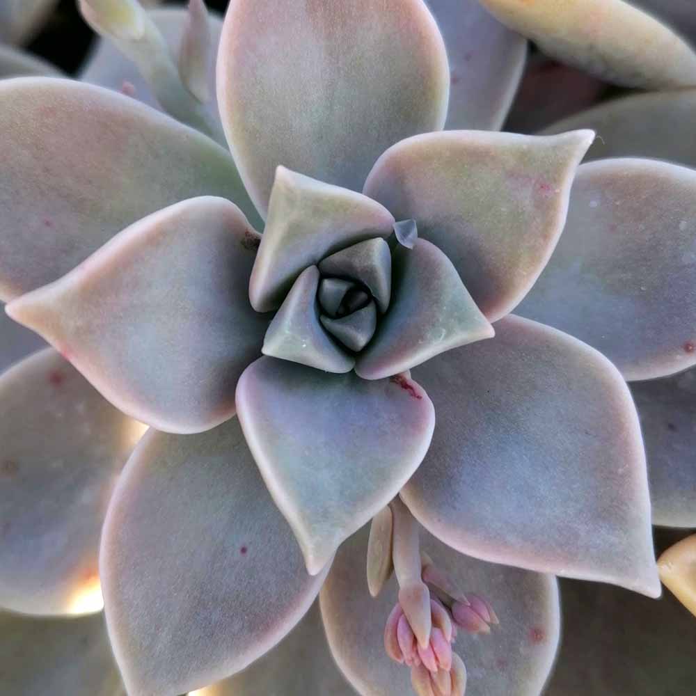 graptopetalum paraguayense